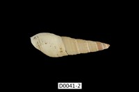 藏品(疣蜷)的圖片